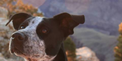 Pit bull friendly rentals hot sale